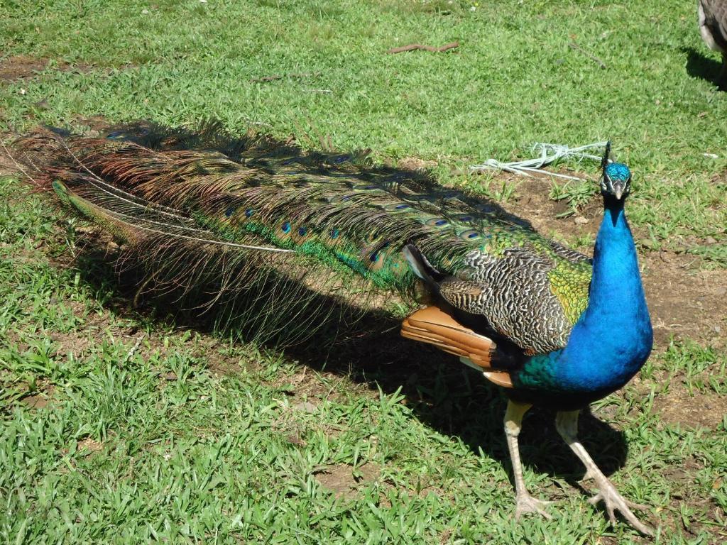 Hotel Fazenda Pampas Canela Eksteriør billede