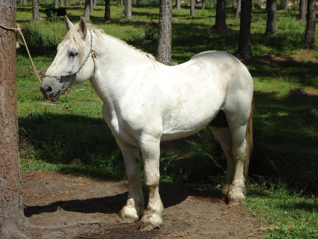Hotel Fazenda Pampas Canela Eksteriør billede