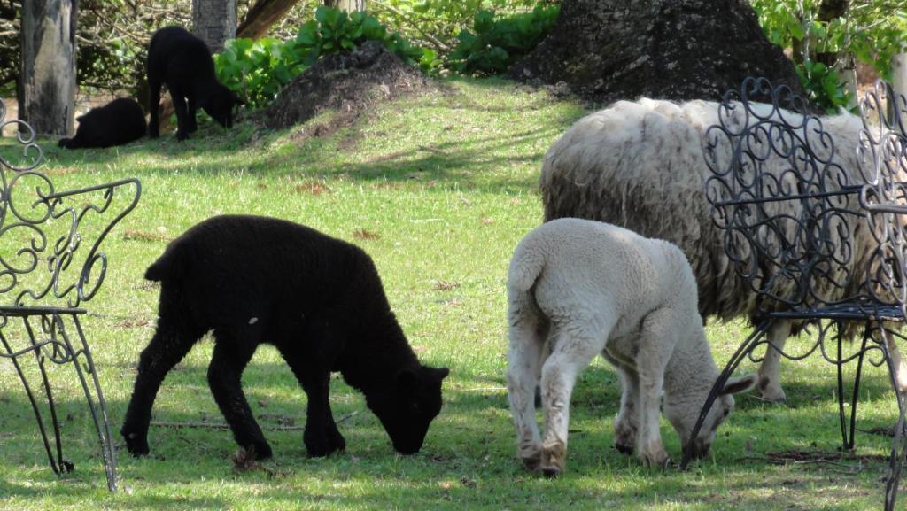 Hotel Fazenda Pampas Canela Eksteriør billede