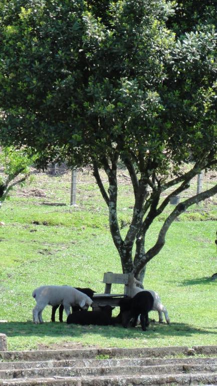 Hotel Fazenda Pampas Canela Eksteriør billede